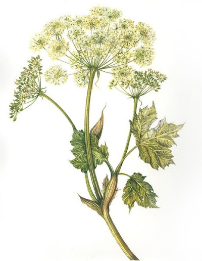 Herbier de france植物绘