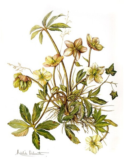 Herbier de france植物绘