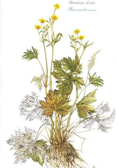 Herbier de france植物绘