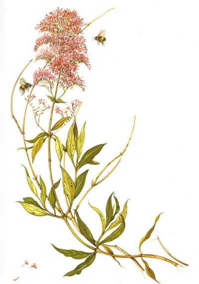 Herbier de france植物绘