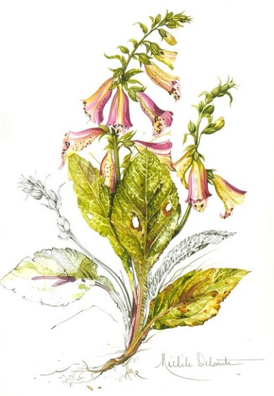 Herbier de france植物绘