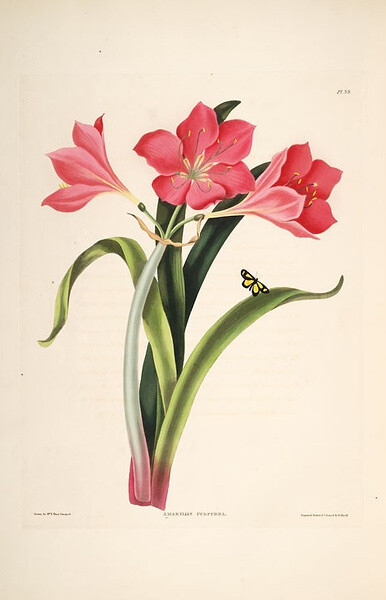 Illustration of Amaryllis Purpurea.