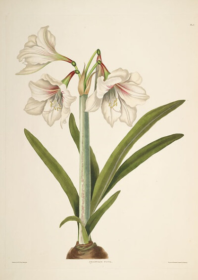 Illustration of Amaryllis Purpurea.