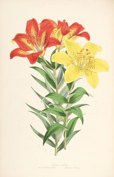 Illustration of Lilium Elegans var.Incomparabile var.Alice Wilson (Thunderberg's Lily) by W.H. Fitch.