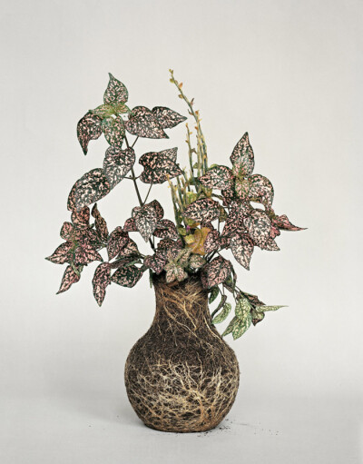 自两年前艺术家Diana Scherer在自己浴缸中种植物起，Diana Scherer便开始了创作植物艺术品的生涯。