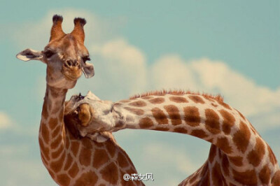 最爱长颈鹿呀最爱长颈鹿。。。右边那个你撒神马娇啊~