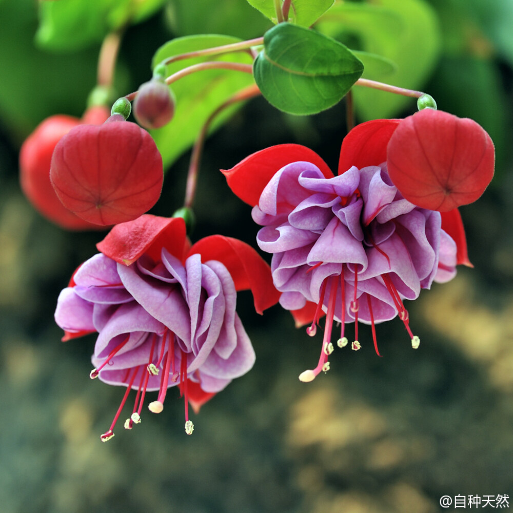 倒挂金钟~ { 学名：Fuchsia hybrida ，摄影：Carl Chen }