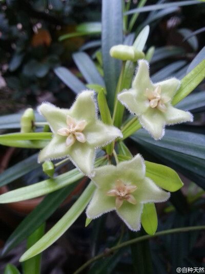 ｛青苹果绿花球兰，学名：Hoya Chlorantha ｝