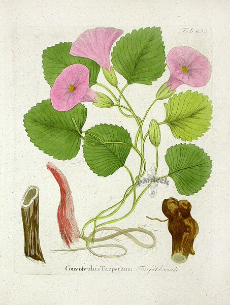 by Ferdinand Vietz Icones Plantarum