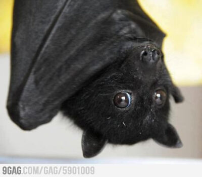 This is one gorgeous bat