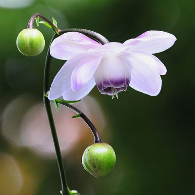 莲花升麻(Anemonopsis macrophylla)~