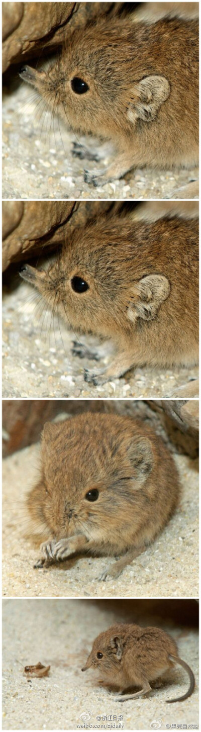 这是一只出生在华盛顿国家动物园的短耳象鼩（Macroscelides proboscideus）宝宝。象鼩和和大象的关系比和啮齿动物关系更近。这家伙看起来像是无花果，鼻子是个呆萌的小揪揪