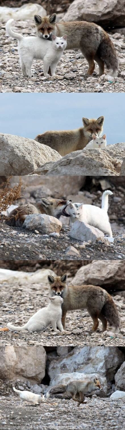 在土耳其 Lake Van附近，这只猫遇见了这只狐狸。不知道是谁驯养了谁，他们就再也没有分开过——最后目击了他们一年多同居生活的渔夫先生表示活了这么年没见过这么混乱的关系。