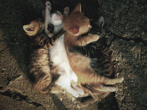 untitled、cute、kittens、sleeping、together