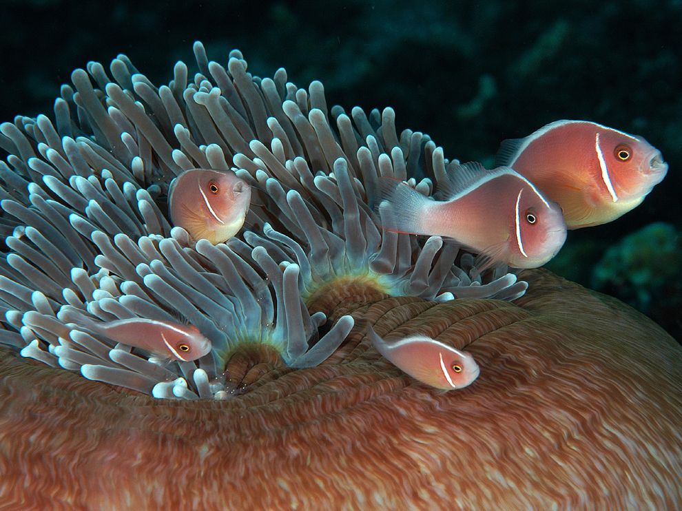 picture of pink anemonefish swimming around their host anemone