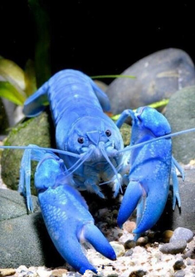 【法国】 布列塔尼有着一种极为珍稀的海洋生物——蓝色龙虾，平均100万只龙虾中才会出现1只的蓝色龙虾，是媲美活化石的稀有海洋生物。蓝色龙虾的稀有也不能阻止人们去品尝美味，越是稀有的越是要做成奢华的美食。不…