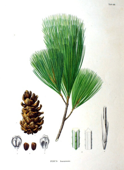 内容：Pinus koraiensis 作者：Siebold 时间：1870 版本：Flora Japonica 语言：LatinCleyera japonica