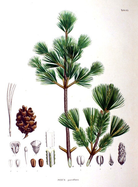 內(nèi)容：Pinus parviflora 作者：Siebold 時(shí)間：1870 版本：Flora Japonica 語言：LatinCleyera japonica