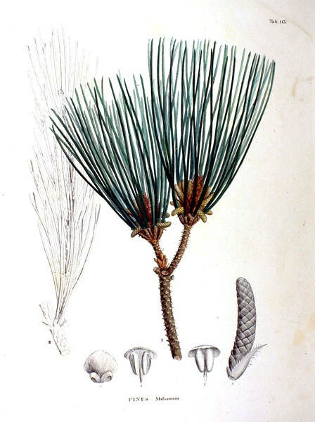 内容：Pinus massoniana 作者：Siebold 时间：1870 版本：Flora Japonica 语言：LatinCleyera japonica