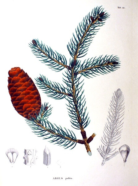 内容：Abies polita 作者：Siebold 时间：1870 版本：Flora Japonica 语言：LatinCleyera japonica