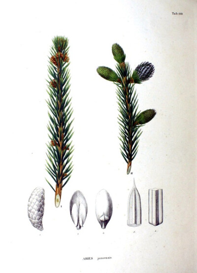 内容：Abies jezoensis 作者：Siebold 时间：1870 版本：Flora Japonica 语言：LatinCleyera japonica