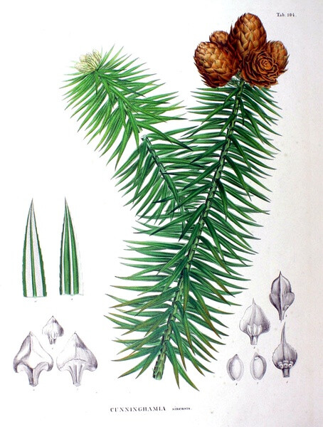 內(nèi)容：Cunninghamia sinensis 作者：Siebold 時間：1870 版本：Flora Japonica