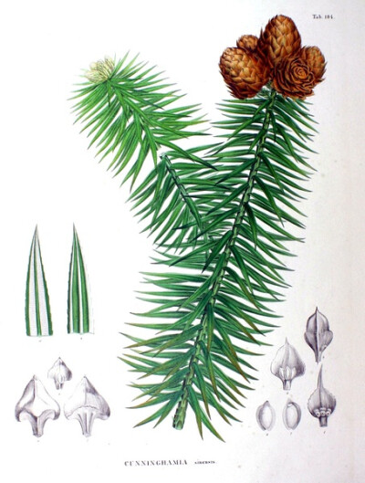 内容：Cunninghamia sinensis 作者：Siebold 时间：1870 版本：Flora Japonica