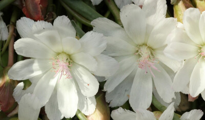 繁瓣花(Lewisia rediviva)~