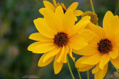 菊芋(Helianthus tuberosus)~