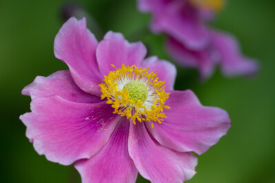 野棉花(Anemone vitifolia)