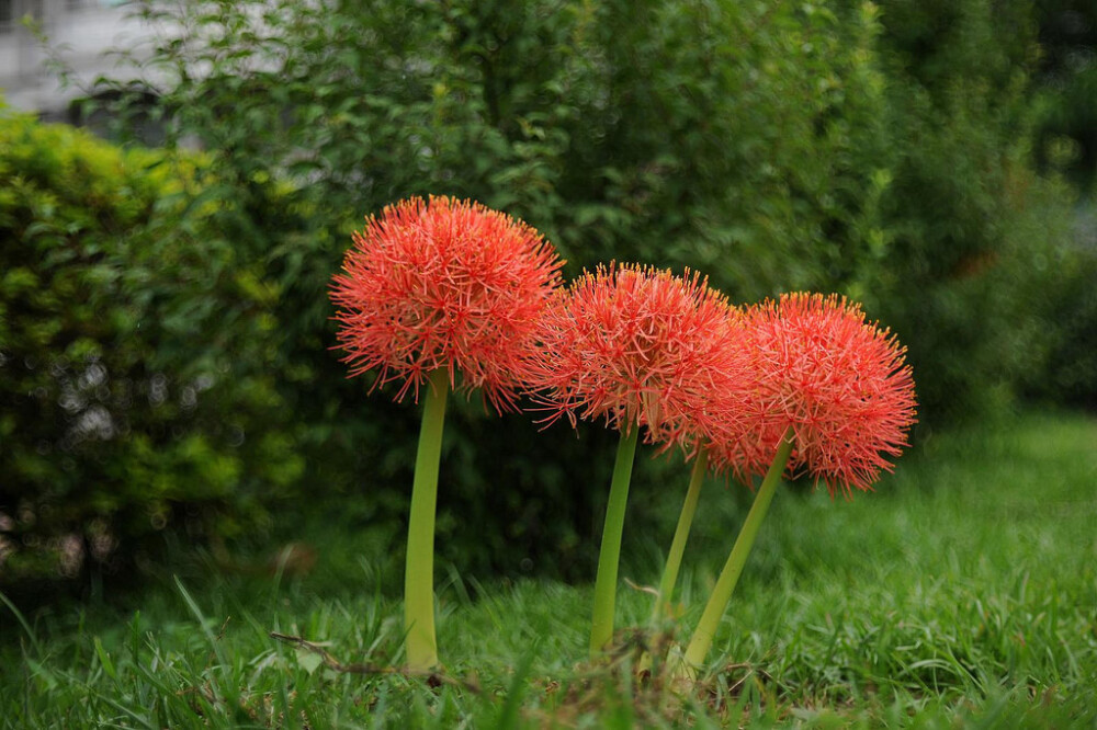 网球花(Haemanthus multiflorus )~