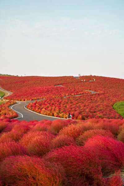 ♪ 苏打green、红、风景、植物、旅行