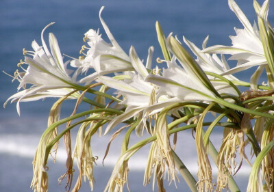 海水仙(Pancratium maritimum)~