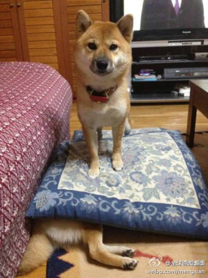 你们谁看见我老婆了？找不到她了！！
