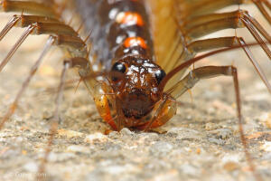 我们要善待它们