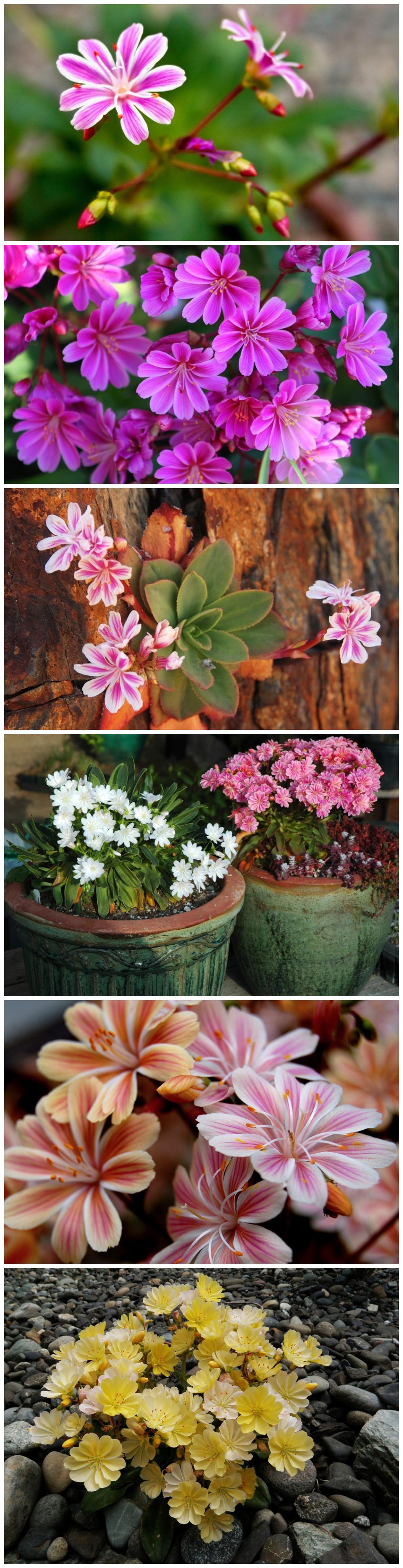 #植物秀#Lewisia cotyledon 。露薇花。