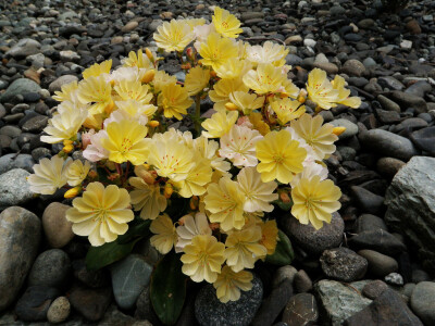 露薇花(Lewisia cotyledon )~