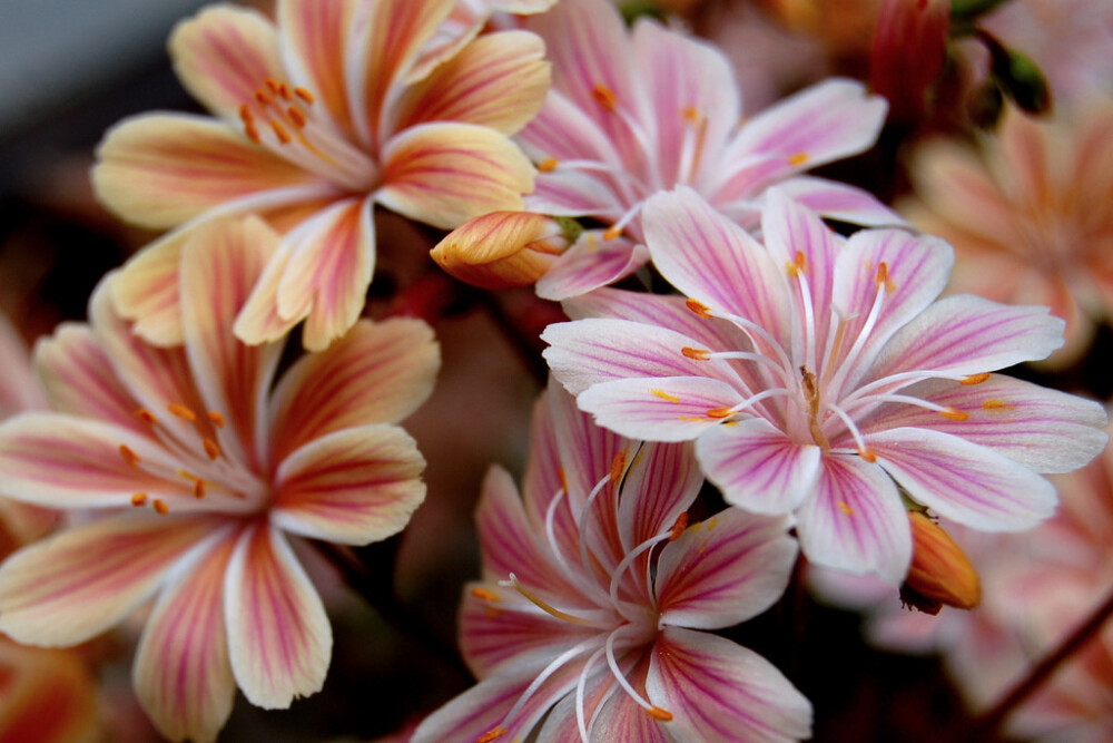 露薇花(Lewisia cotyledon )~