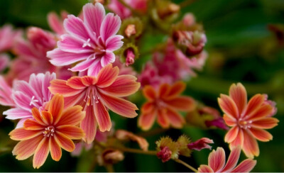 露薇花(Lewisia cotyledon )~