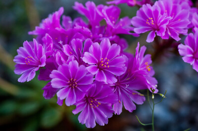 露薇花(Lewisia cotyledon )~