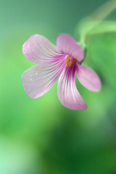 芙蓉酢