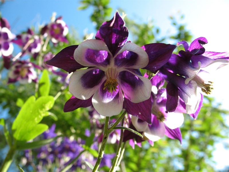 耧斗菜(Aquilegia vulgaris)~