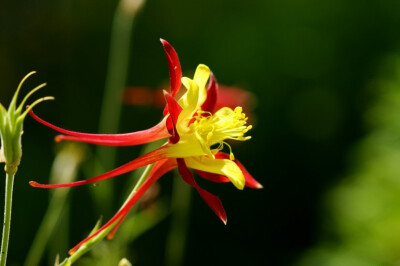 耧斗菜(Aquilegia vulgaris)~