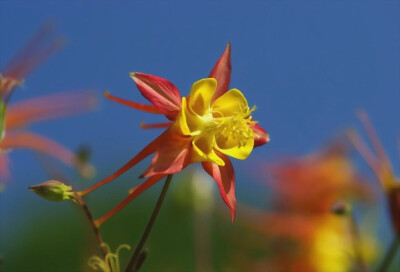 耧斗菜(Aquilegia vulgaris)~