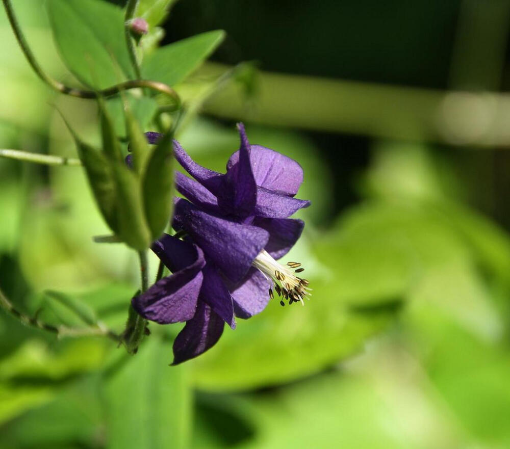 耧斗菜(Aquilegia vulgaris)~