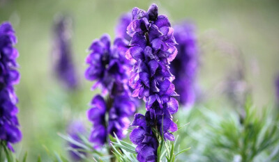 欧乌头(Aconitum napellus)~