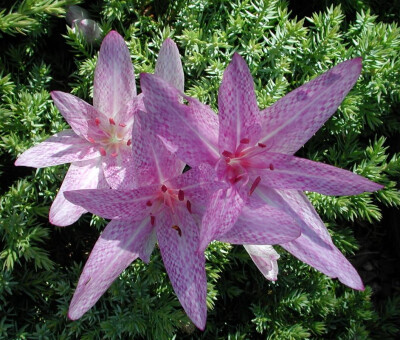 蛇纹秋水仙(Colchicum agrippinum)~