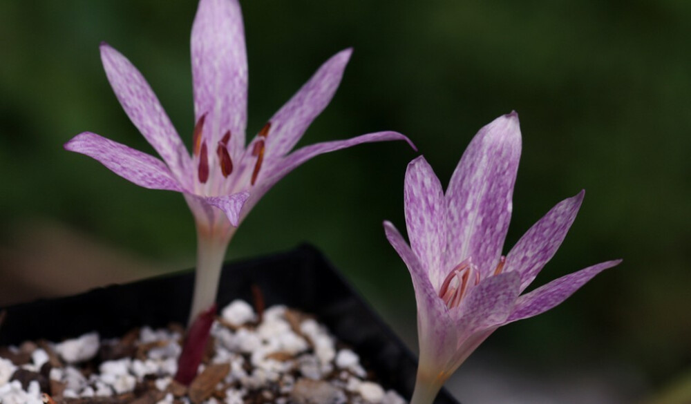 蛇纹秋水仙(Colchicum agrippinum)~