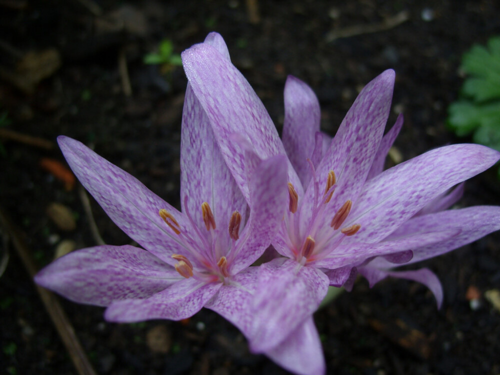 蛇纹秋水仙(Colchicum agrippinum)~