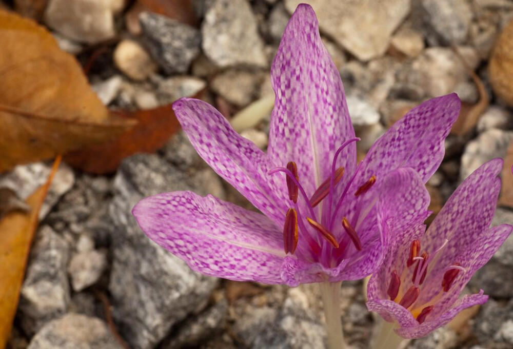 蛇纹秋水仙(Colchicum agrippinum)~